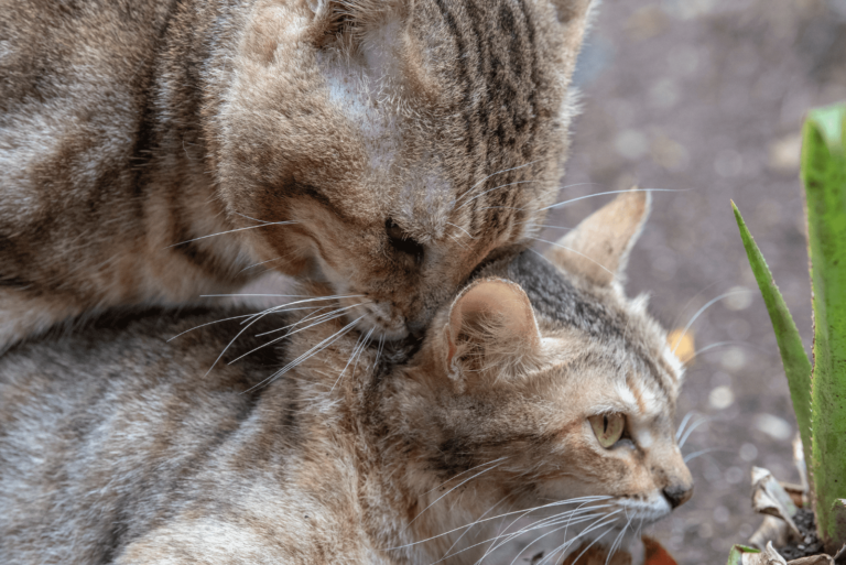 Waarom Krijsen Katten Tijdens De Paring Alles Wat Je Moet Weten En